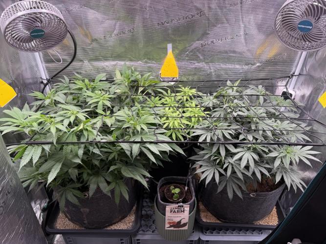 Slush Mint Cake & Skywalker Haze. Week 10 - SH Day 65