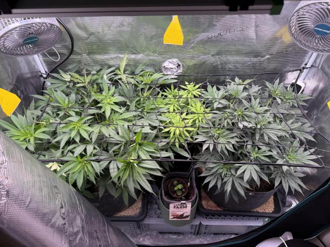 Slush Mint Cake & Skywalker Haze. Week 10 - SH Day 66