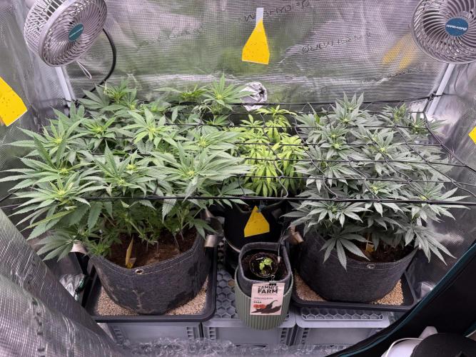 Slush Mint Cake & Skywalker Haze. Week 10 - SH Day 67