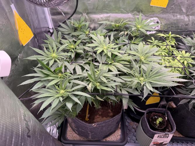 Slush Mint Cake & Skywalker Haze. Week 10 - Skywalker Haze, Day 67