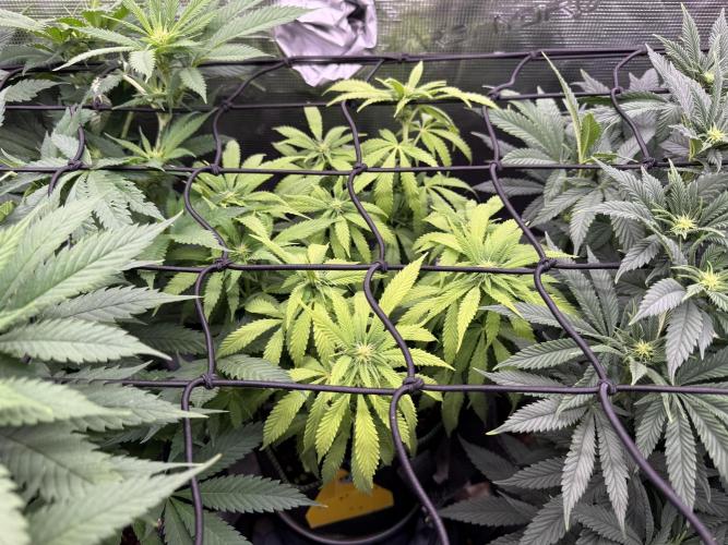 Slush Mint Cake & Skywalker Haze. Week 10 - Hyper Vyper, Day 85