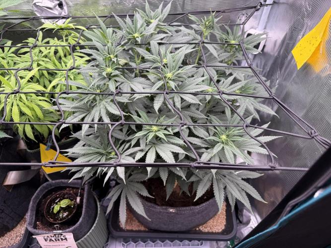 Slush Mint Cake & Skywalker Haze. Week 10 - Slush Mint Cake, Day 74