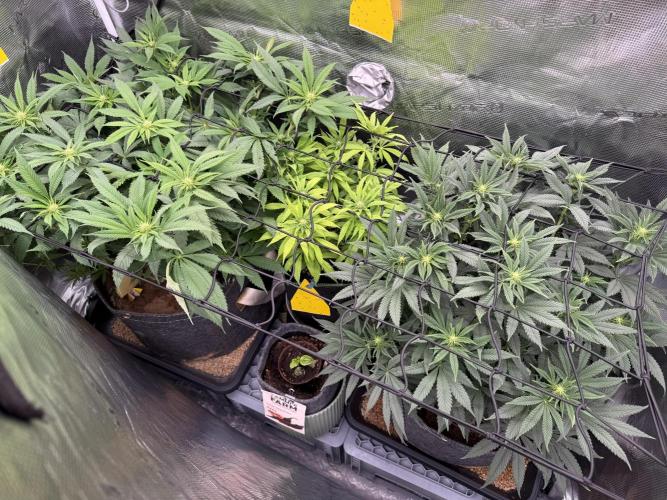 Slush Mint Cake & Skywalker Haze. Week 11 - -4