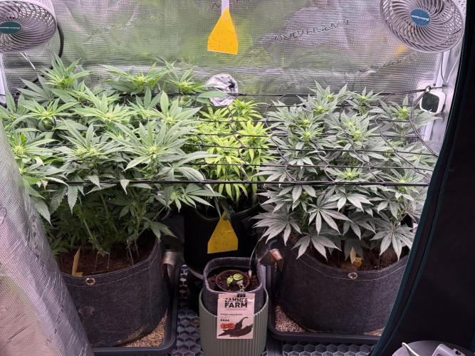 Slush Mint Cake & Skywalker Haze. Week 11 - -3