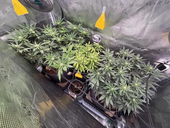 Slush Mint Cake & Skywalker Haze. Week 11 - -2 