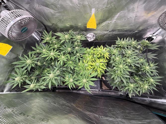 Slush Mint Cake & Skywalker Haze. Week 11 - -1