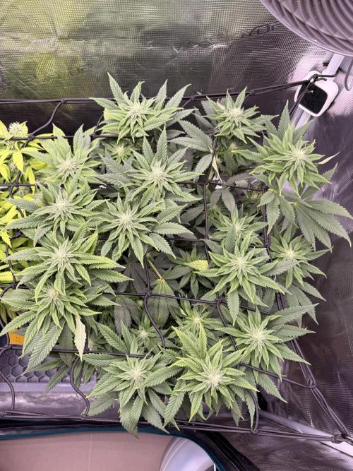 Slush Mint Cake & Skywalker Haze. Week 11 - Slush Mint Cake