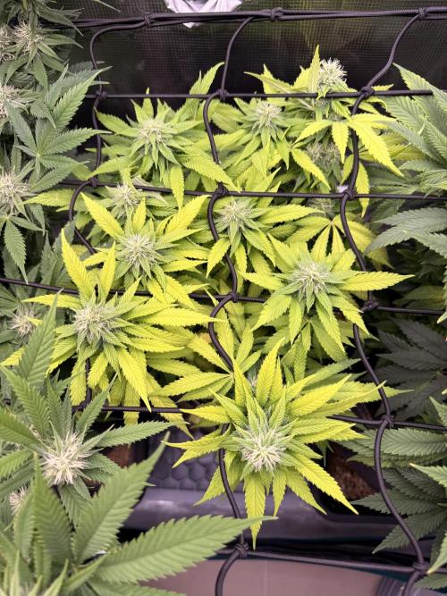 Slush Mint Cake & Skywalker Haze. Week 11 - Hyper Vyper
