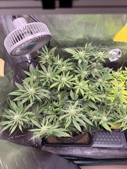 Slush Mint Cake & Skywalker Haze. Week 11 - Skywalker Haze