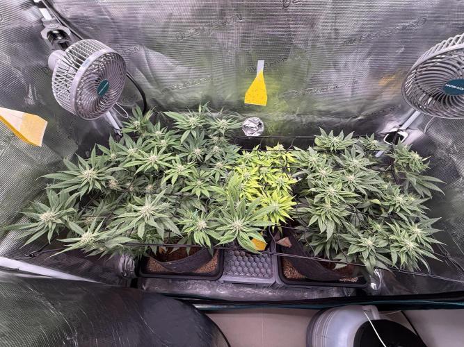 Slush Mint Cake & Skywalker Haze. Week 11 - The crew - latest shot 