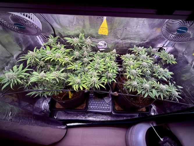 Slush Mint Cake & Skywalker Haze. Week 12 - Family picture