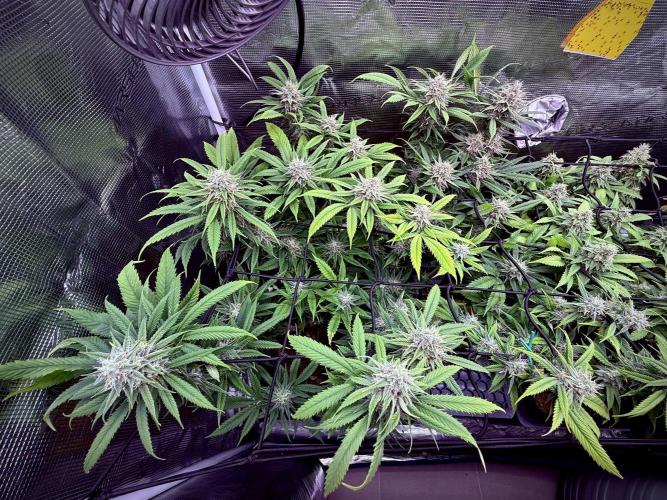 Slush Mint Cake & Skywalker Haze. Week 12 - Skywalker Haze