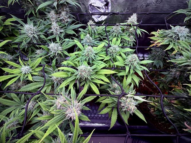 Slush Mint Cake & Skywalker Haze. Week 12 - Hyper Vyper