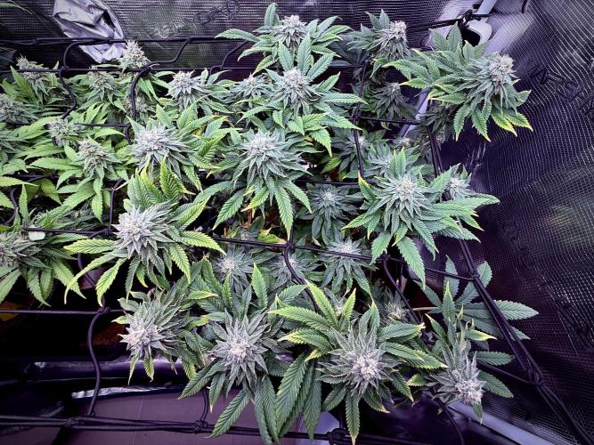 Slush Mint Cake & Skywalker Haze. Week 12 - Slush Mint Cake