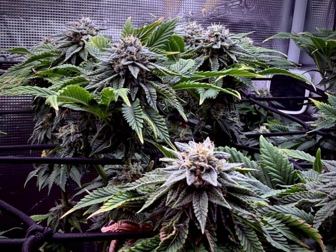 Slush Mint Cake & Skywalker Haze. Week 12 - Close ups galore