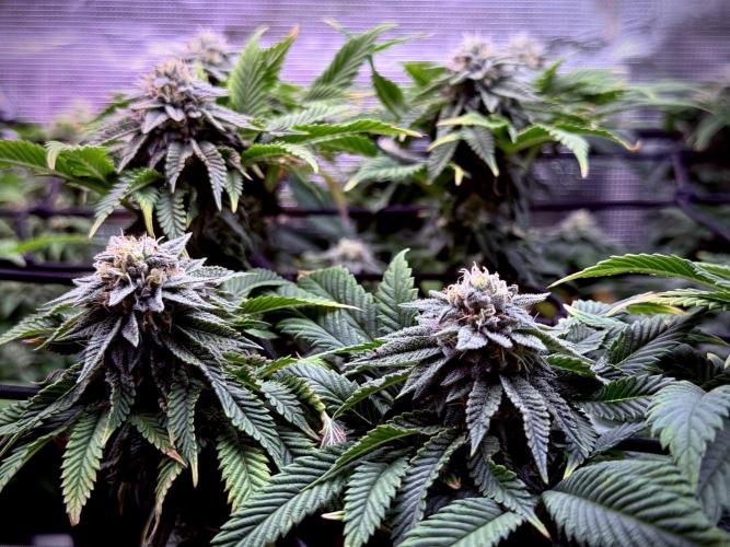 Slush Mint Cake & Skywalker Haze. Week 12 - ...
