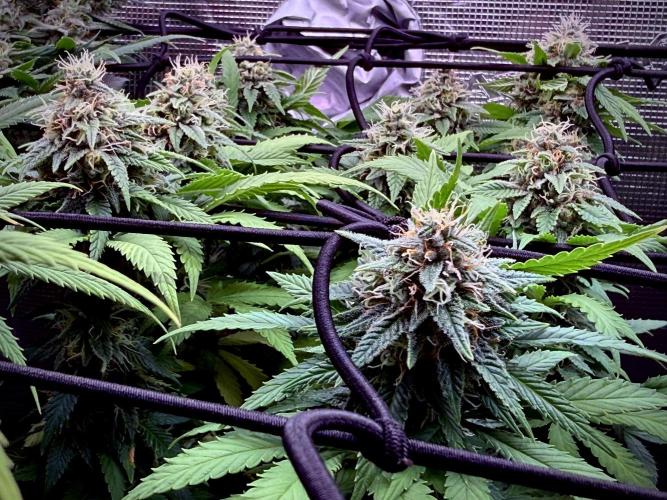 Slush Mint Cake & Skywalker Haze. Week 12 - ...