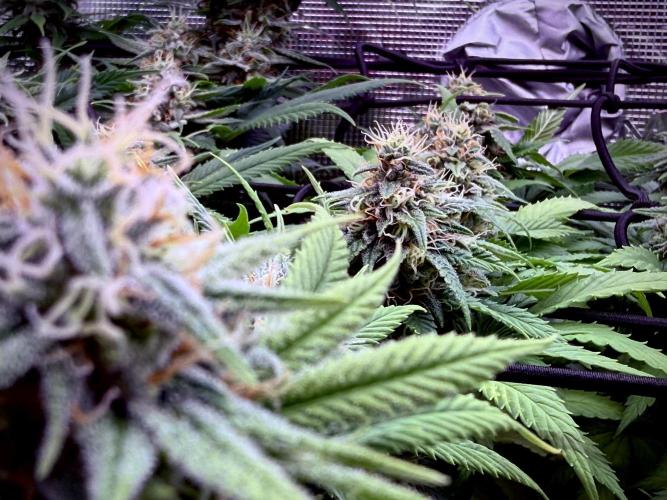Slush Mint Cake & Skywalker Haze. Week 12 - ...