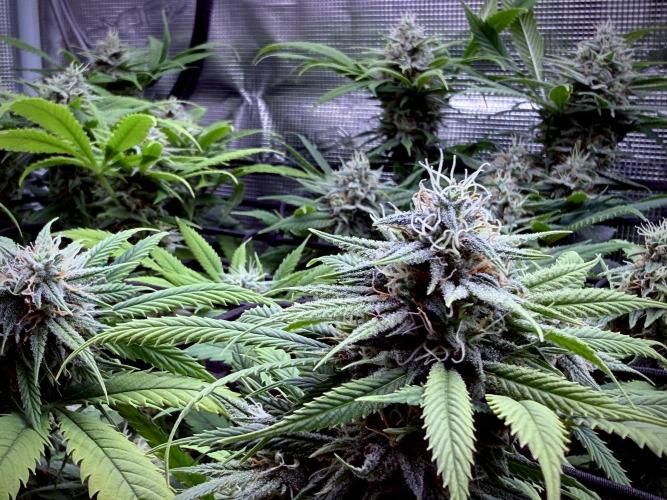 Slush Mint Cake & Skywalker Haze. Week 12 - ...