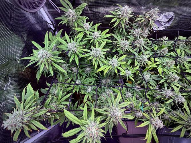 Slush Mint Cake & Skywalker Haze. Week 13 - Skywalker Haze