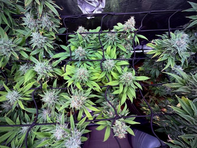 Slush Mint Cake & Skywalker Haze. Week 13 - Hyper Vyper