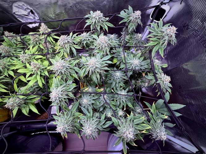 Slush Mint Cake & Skywalker Haze. Week 13 - Slush Mint Cake
