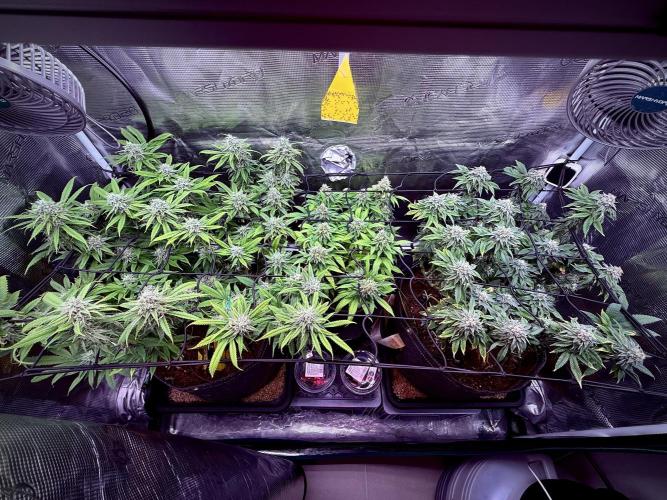 Slush Mint Cake & Skywalker Haze. Week 13 - The crew, week 13