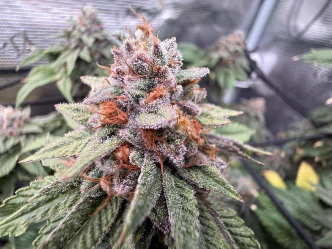 Slush Mint Cake & Skywalker Haze. Week 16 - Slush