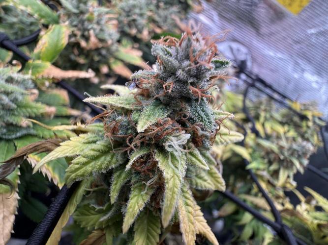 Slush Mint Cake & Skywalker Haze. Week 16 - Hyper Vyper