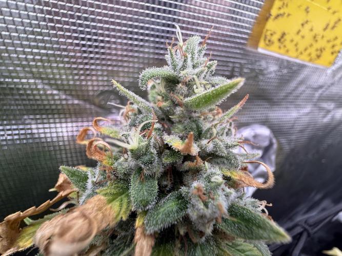 Slush Mint Cake & Skywalker Haze. Week 16 - Skywalker 