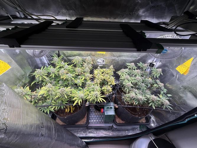 Slush Mint Cake & Skywalker Haze. Week 16 - The fam