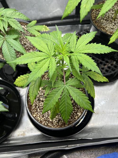 Squirt auto by Humboldt Seed Co. Week 3