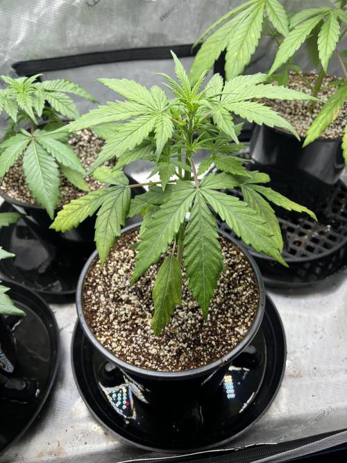 Squirt auto by Humboldt Seed Co. Week 3