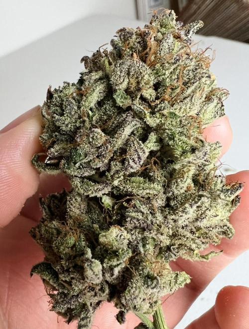 Romulan Kush Auto - Laughing Hyena Seeds. Week 12