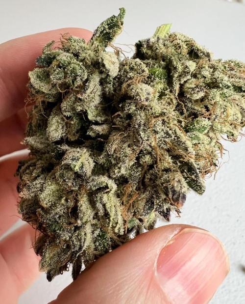 Romulan Kush Auto - Laughing Hyena Seeds. Week 12