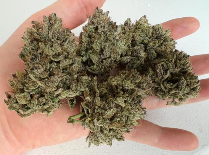 Romulan Kush Auto - Laughing Hyena Seeds. Week 12