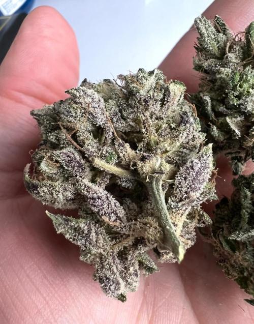 Romulan Kush Auto - Laughing Hyena Seeds. Week 12