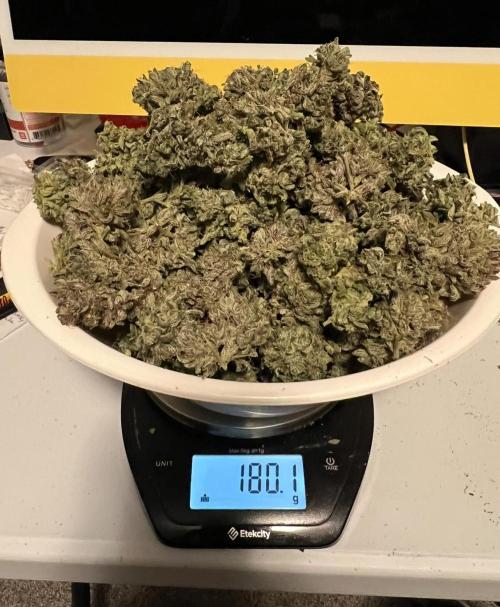 Romulan Kush Auto - Laughing Hyena Seeds. Week 12