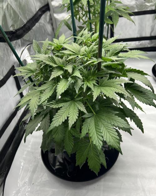 Dead Skunk auto. Week 4