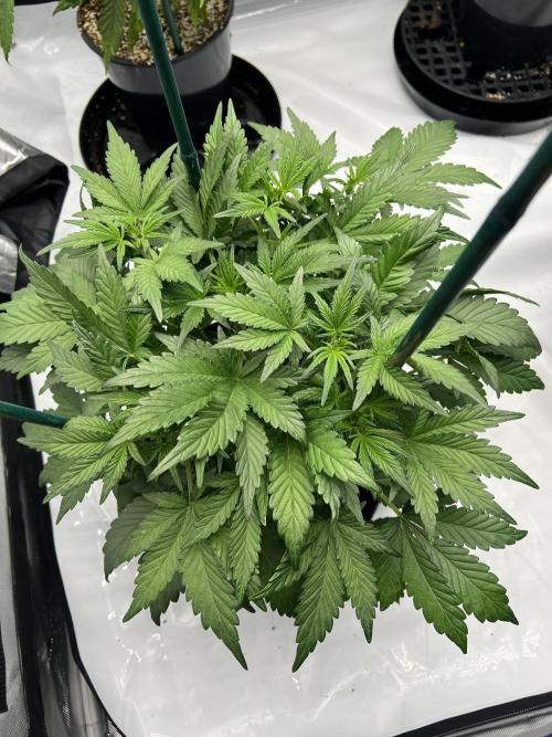 Dead Skunk auto. Week 4