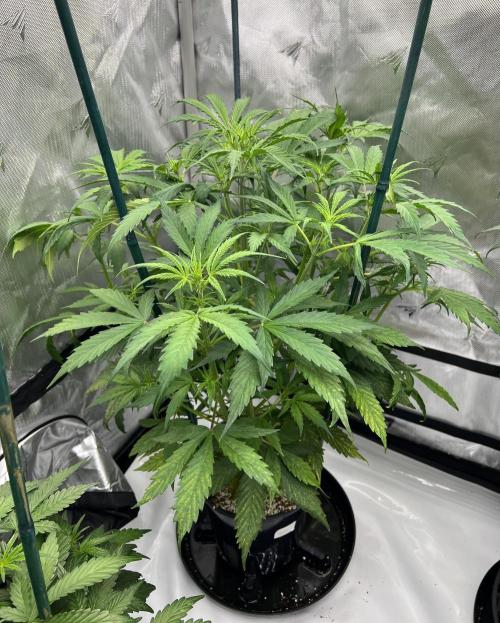 Squirt auto by Humboldt Seed Co. Week 4