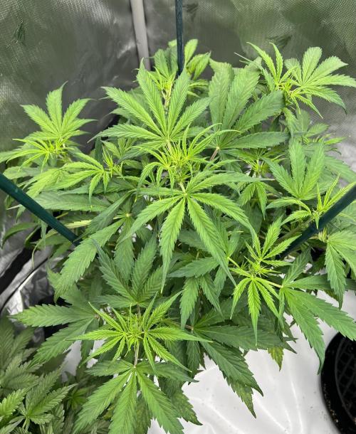 Squirt auto by Humboldt Seed Co. Week 4