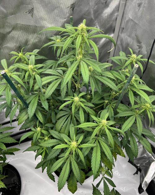 Papaya Cookies. Week 4