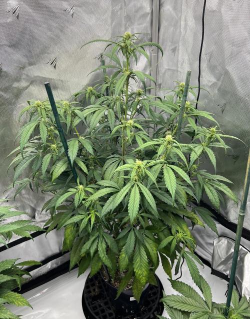 Papaya Cookies. Week 4