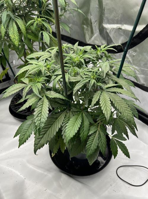 Sowahh Queen auto. Week 4