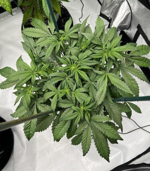 Sowahh Queen auto. Week 4