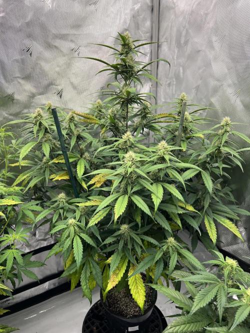 Papaya Cookies. Week 5