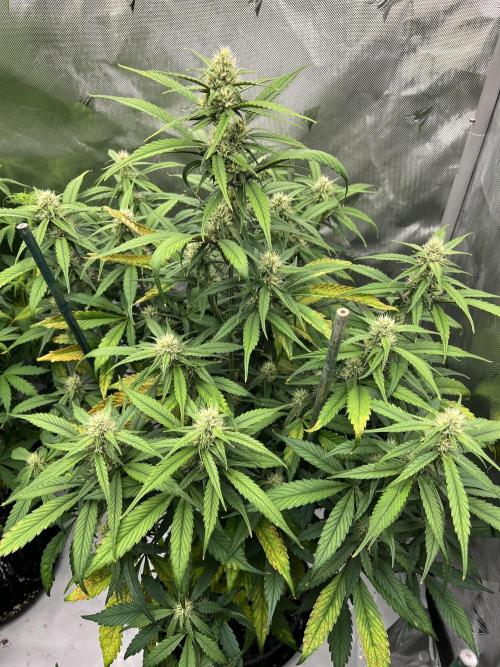 Papaya Cookies. Week 5