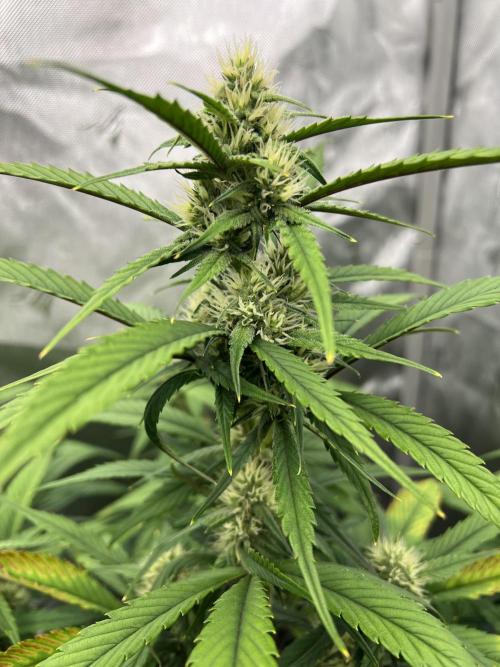 Papaya Cookies. Week 5