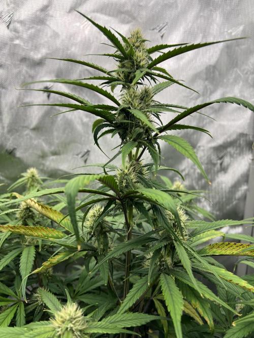 Papaya Cookies. Week 5